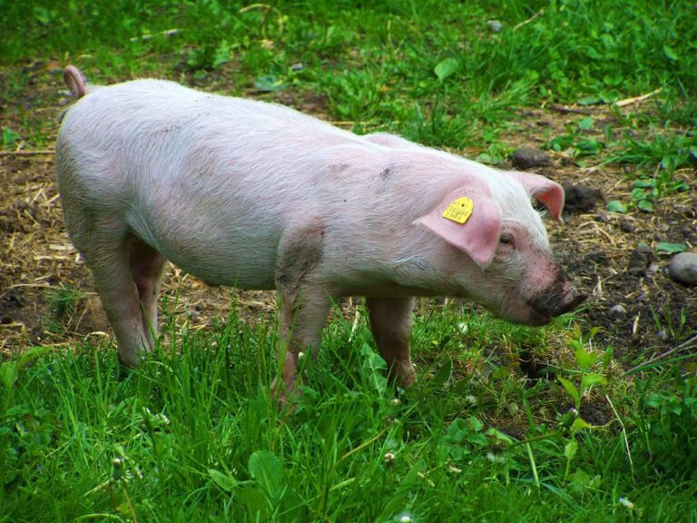 Wertsicherungsklauseln richtig anwenden und Vermögen gegen Inflation sichern Wertsicherungsklauseln schützen Vermögen langfristig vor Inflation und Kaufkraftverlust